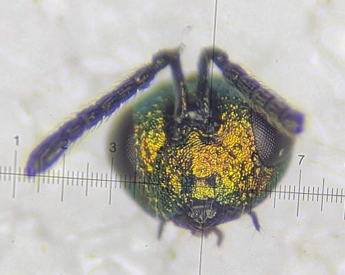 Systasis encyrtoides