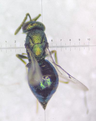 Systasis encyrtoides