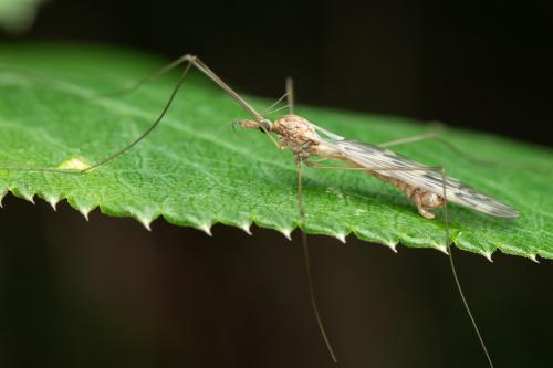 Tipula staegeri
