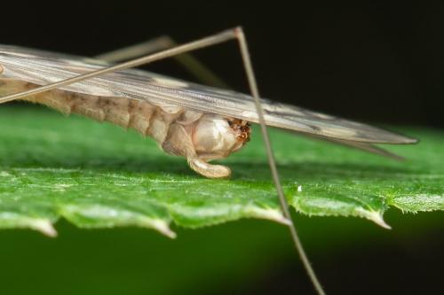 Tipula staegeri