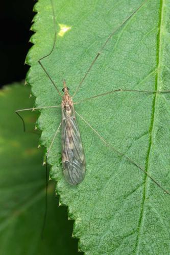 Tipula staegeri