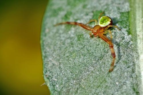 Ebrechtella tricuspidata