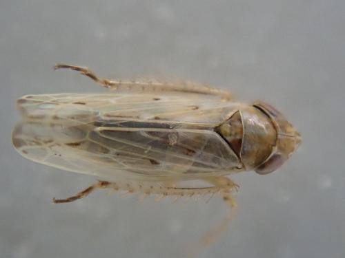Psammotettix sp.