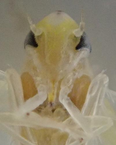 Zygina eburnea