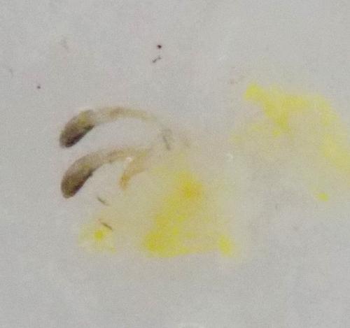 Zygina tiliae