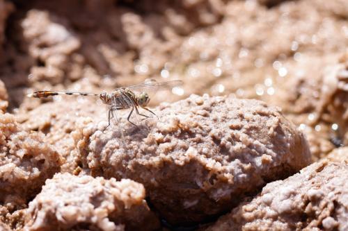 Orthetrum sabina