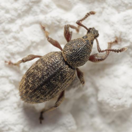 Otiorhynchus varius