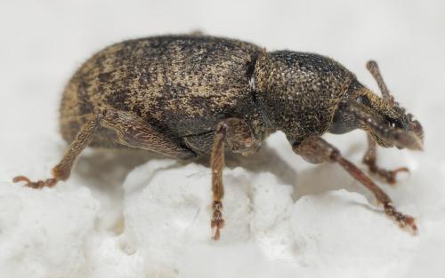 Otiorhynchus varius