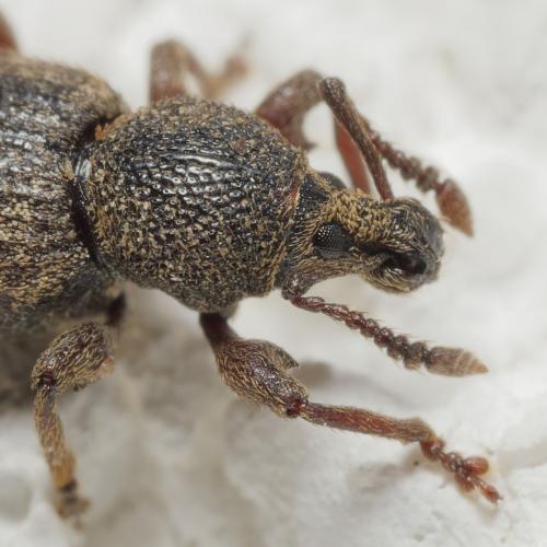 Otiorhynchus varius