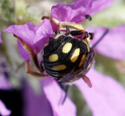 Anthidiellum strigatum