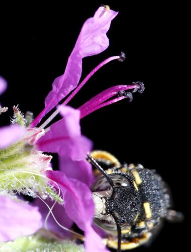 Anthidiellum strigatum