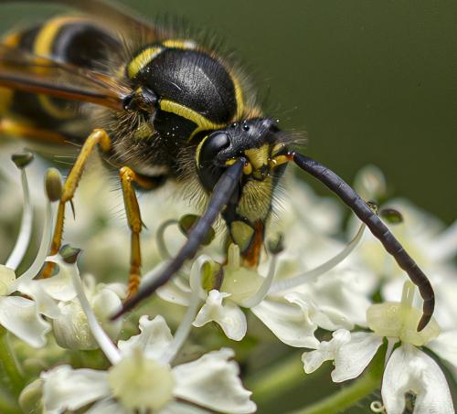 Dolichovespula sp.