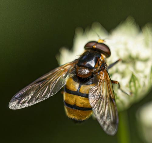 Volucella inanis