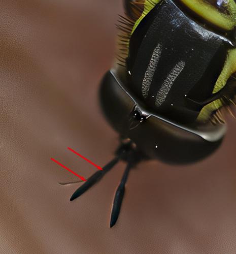 Réf. 364 330 : Chrysotoxum sp.