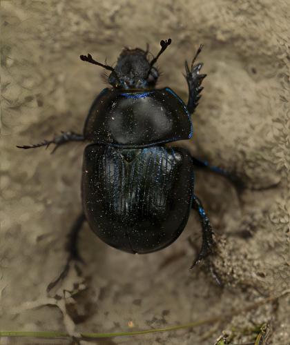 Anoplotrupes stercorosus
