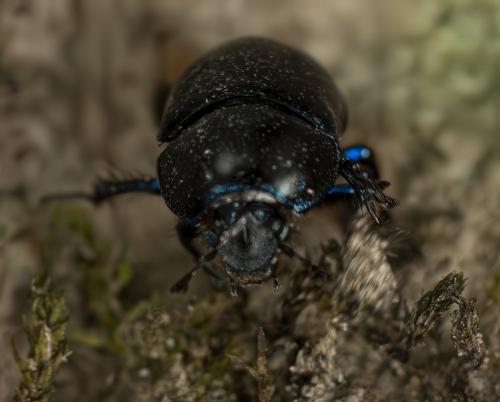 Anoplotrupes stercorosus