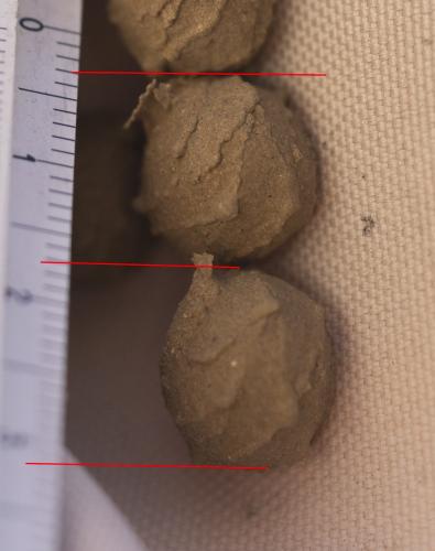 Eumenes sp.