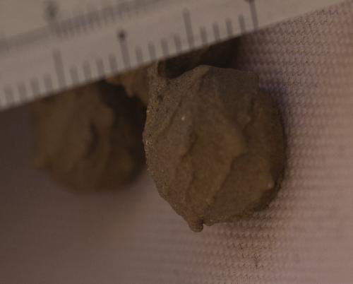 Eumenes sp.