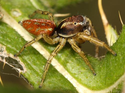 Marpissa pomatia