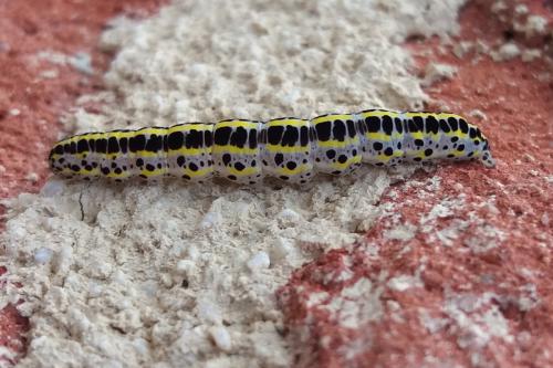 Réf. 364 393 : Calophasia sp. Réf. 364 393 : Calophasia sp.