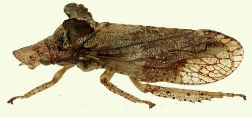Réf. 364 801 : Ledra aurita
