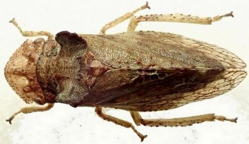 Réf. 364 800 : Ledra aurita