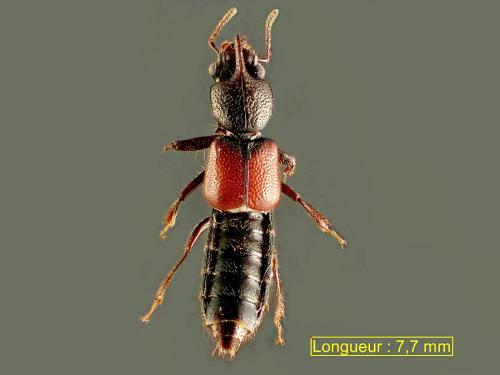 Bledius frisius