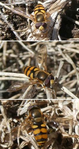 Eupeodes corollae