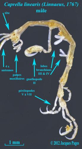 Caprella linearis
