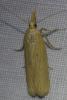 Ematheudes punctella