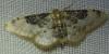 Idaea filicata