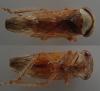 Acericerus ribauti