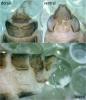 Crunoecia irrorata