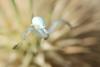 Misumena vatia