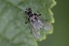 Limnophora maculosa