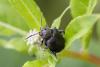 364796 – Photo : Pierre Duhem – France (73)