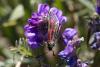 364238 – Photo : Pierre Duhem – France (73)