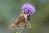 364485 – Photo : Pierre Duhem – France (73)