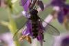 364764 – Photo : Pierre Duhem – France (73)