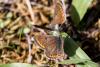 364003 – Photo : Jean-Claude Lablanquie – France (63)