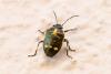 Eurydema oleracea