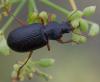 364728 – Photo : ANDRE LABETAA – France (66)