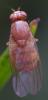 364749 – Photo : ANDRE LABETAA – France (66)