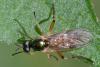Chorisops sp.