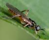 Chorisops sp.