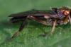 Chorisops sp.