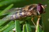 364651 – Photo : ANDRE LABETAA – France (66)