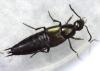 Philonthus cognatus