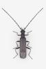 Malthodes caudatus