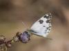 364201 – Photo : BourrinOman – France (83)